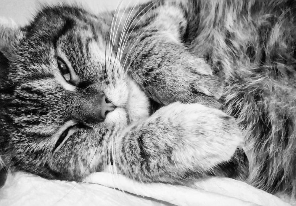 Photograph by Дарья Купчус