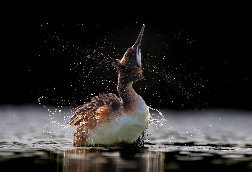 Great crested grebe