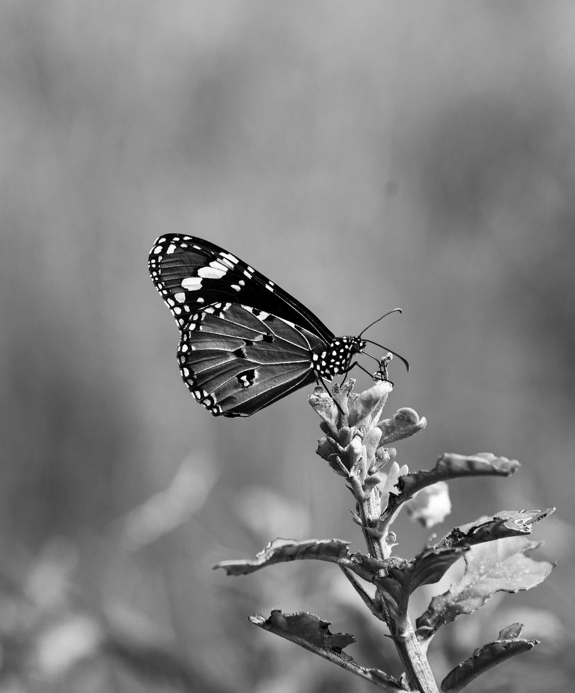 Photograph by Pon Malar