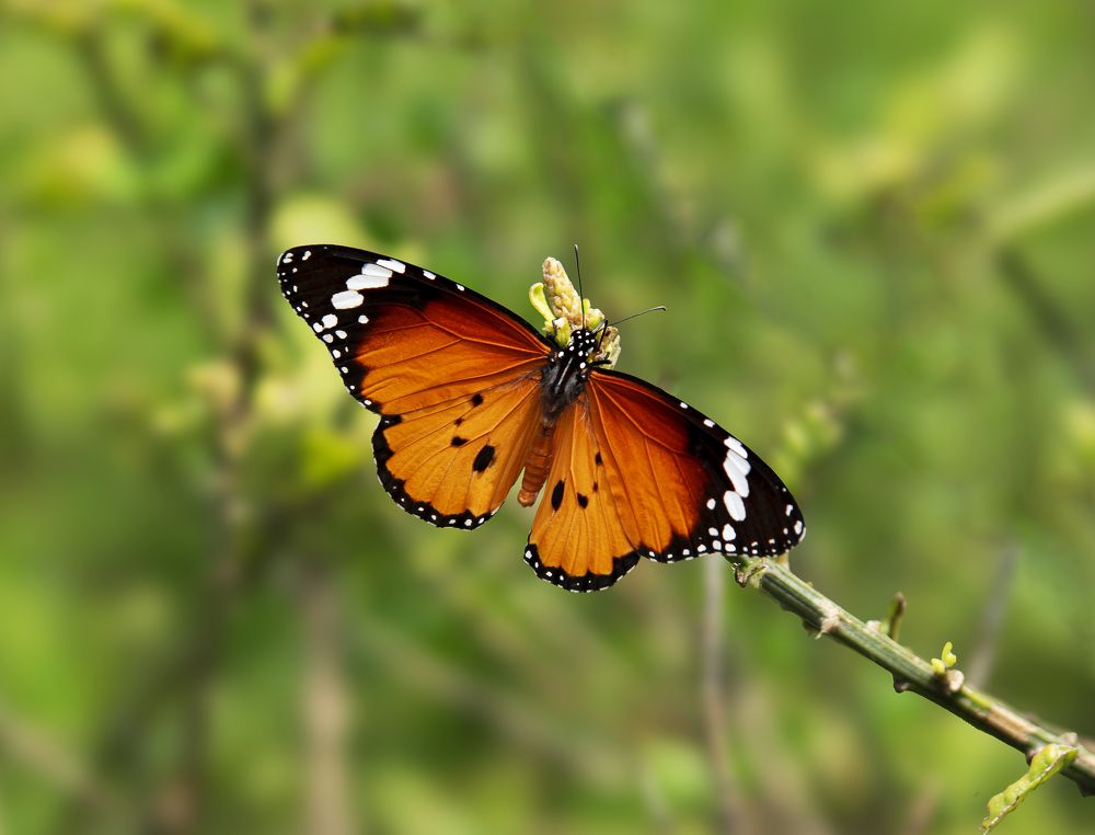 Photograph by Pon Malar