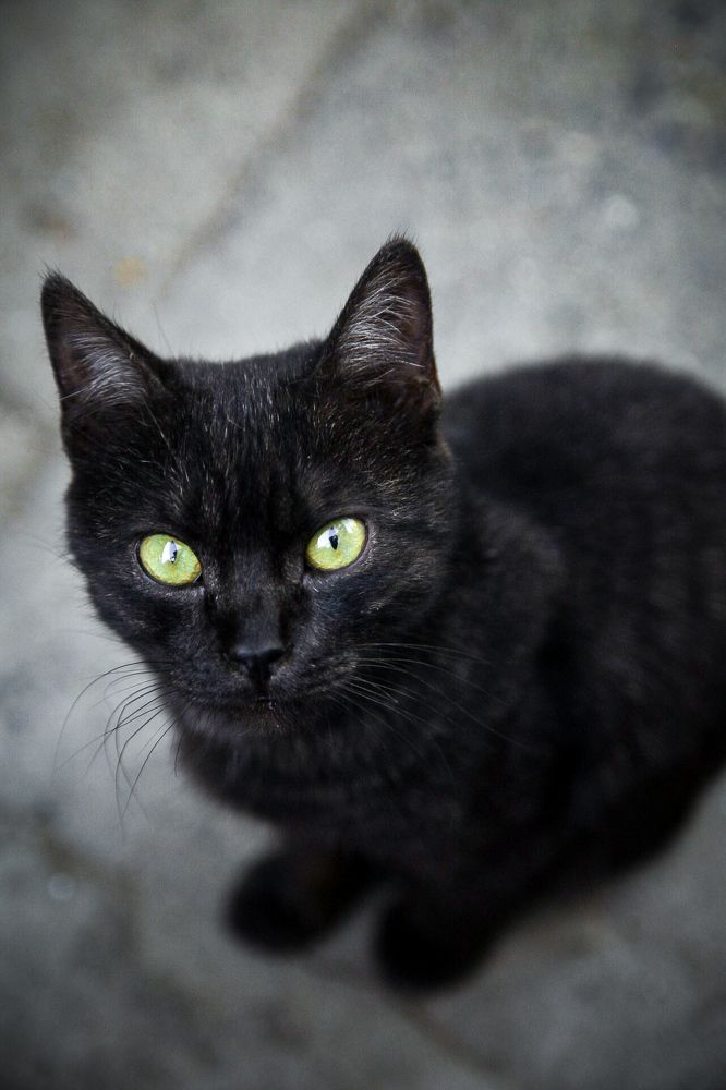 Фотография автора Ксения Лепина