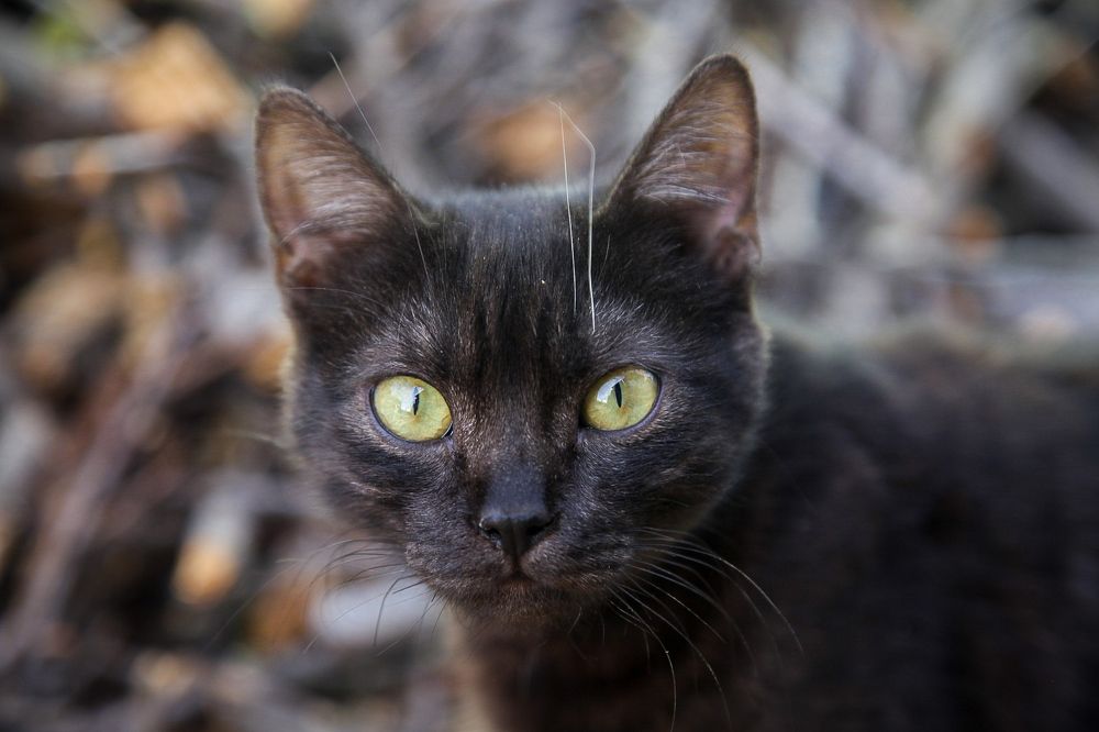 Фотография автора Ксения Лепина