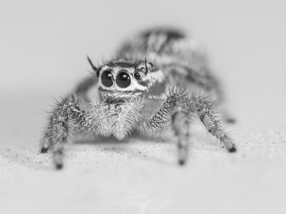 Photograph by SHAJI CHANDRAN