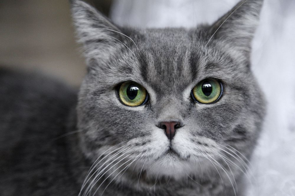 Фотография автора Ксения Лепина