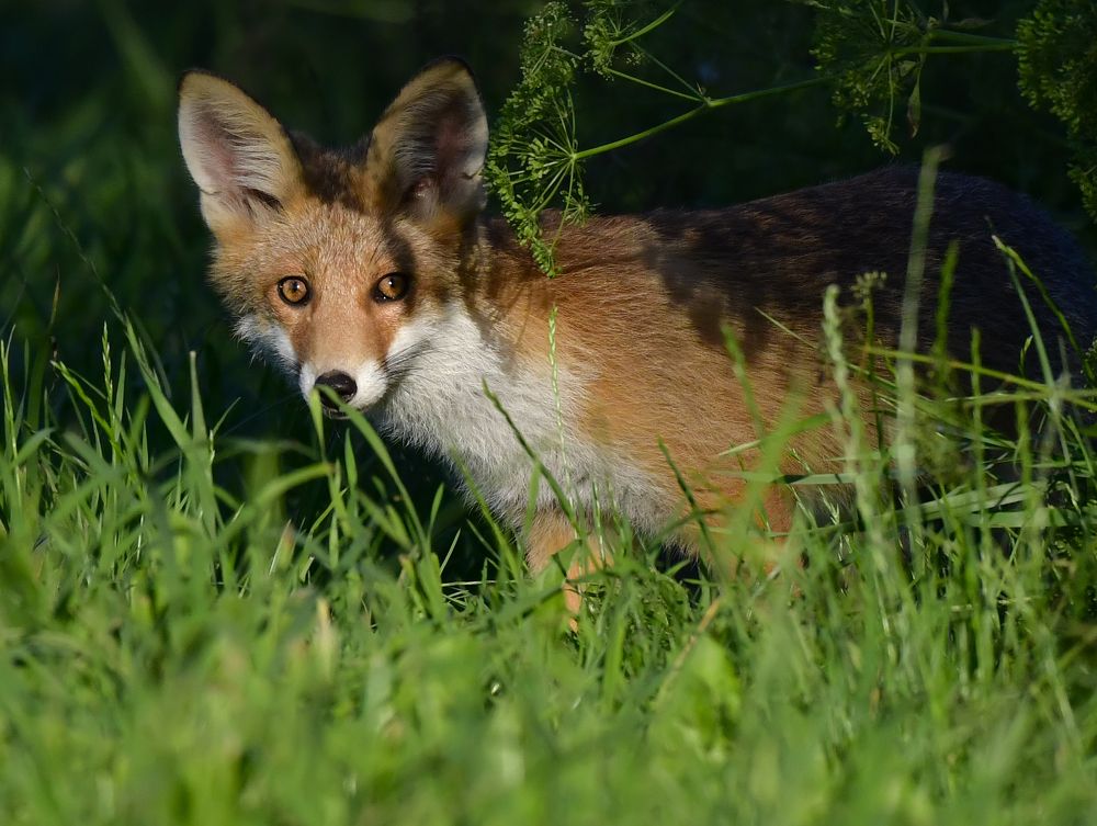 Лис и укроп