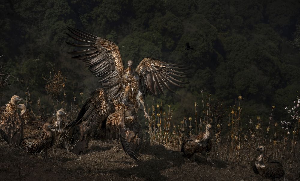 Photograph by Guha Jayanta