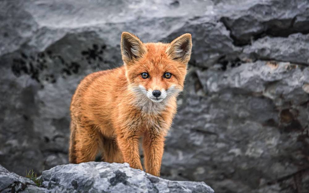 Любопытные лисята.