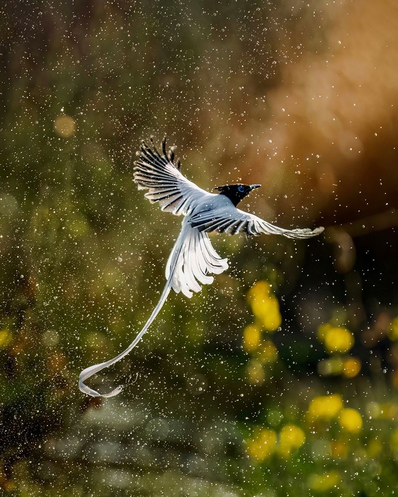 Photograph by Dipin Sreepadmam