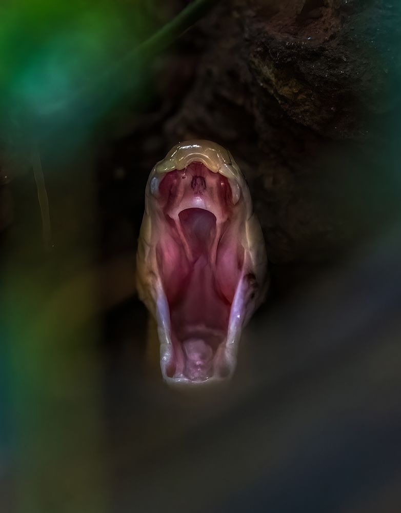 Photograph by Dipin Sreepadmam