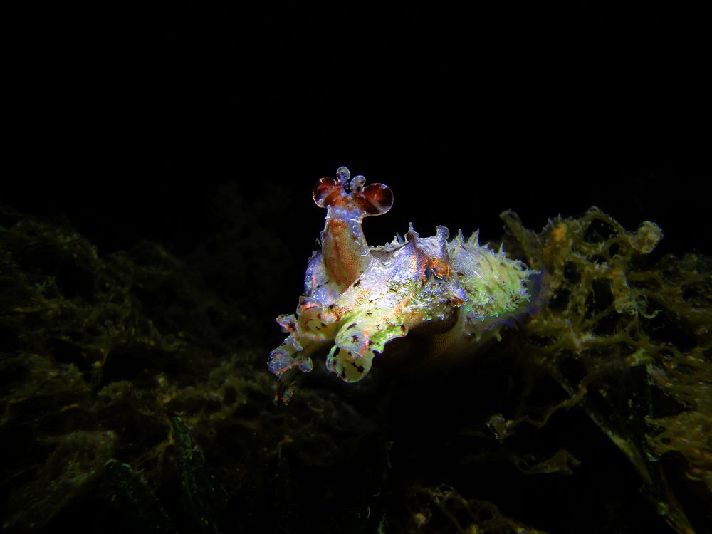 Photograph by Дмитрий Челноков