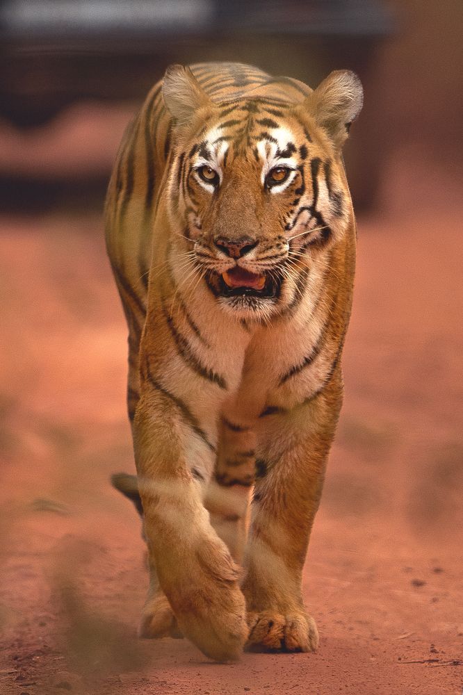 Photograph by Neeraj Gade