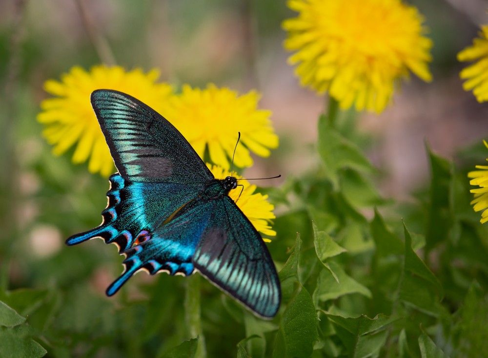 Одуванчиковый рай