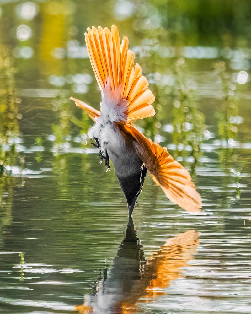 Photograph by Dipin Sreepadmam