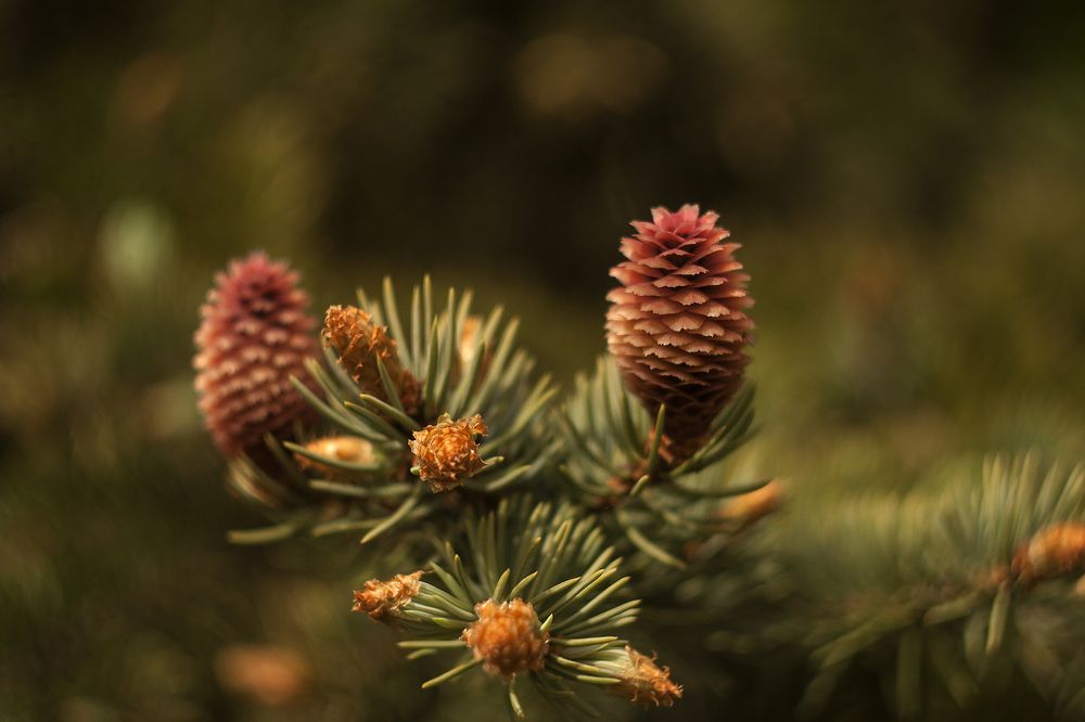 Photograph by Алексейчик Ольга