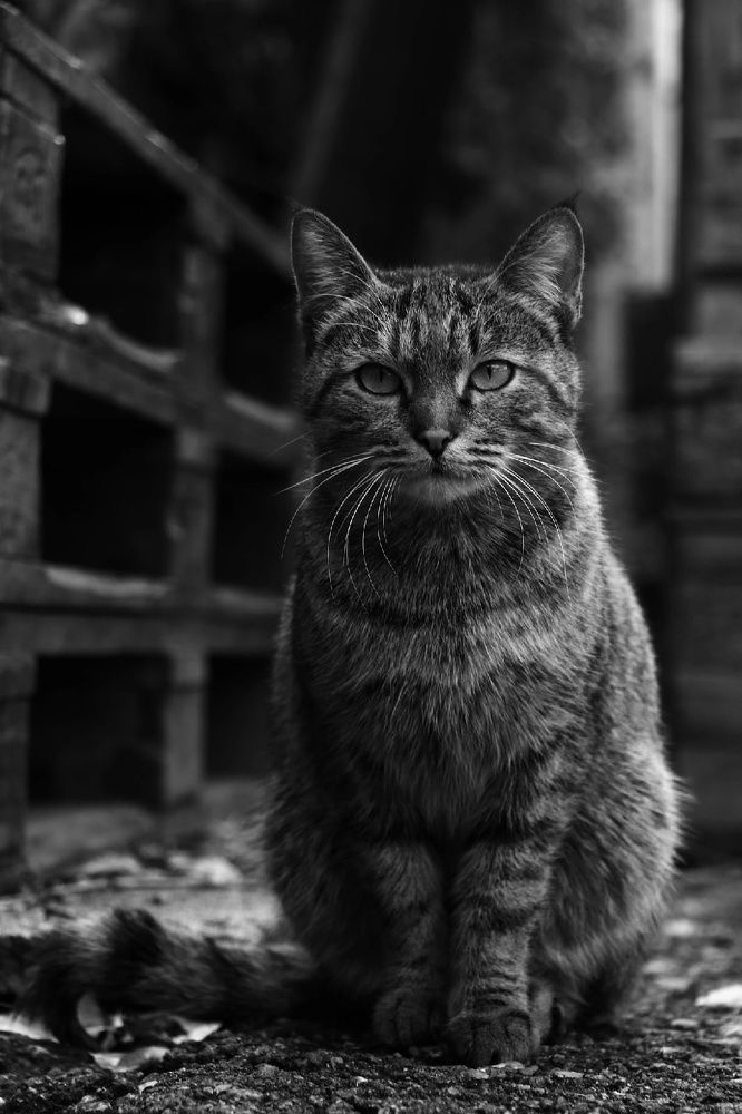 Photograph by Александр Шаварёв