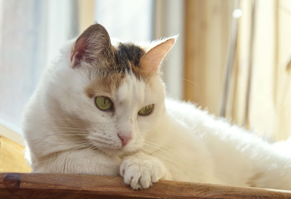 Photograph by Олег Пученков