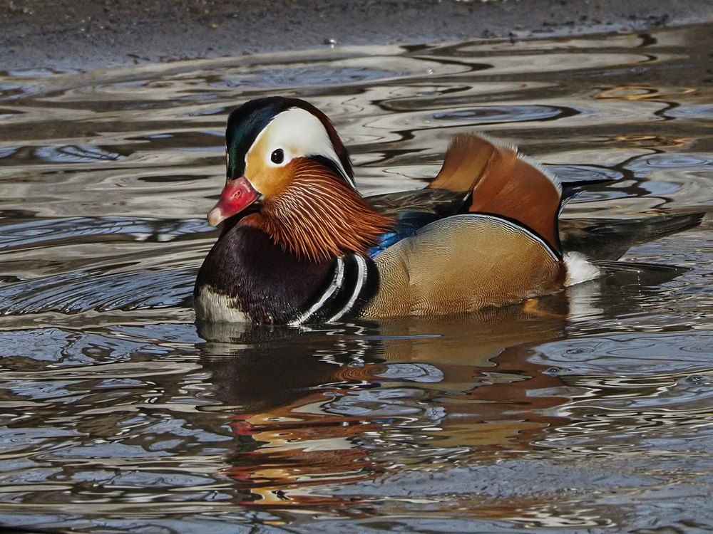 Photograph by Сергей Духанин