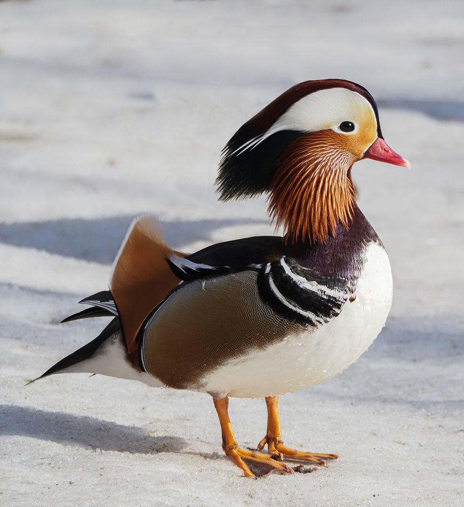 Photograph by Сергей Духанин