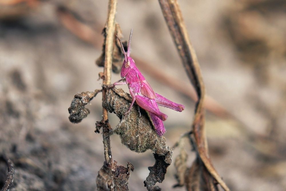 Розовый кузнечик альбинос