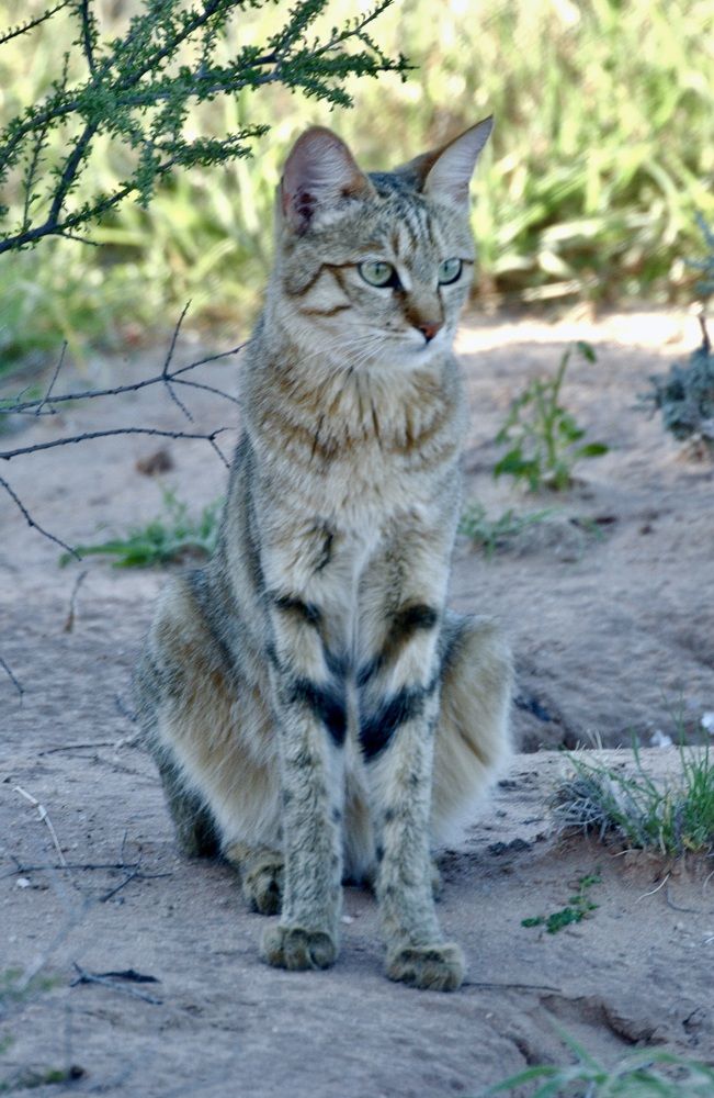 African Wild Cat