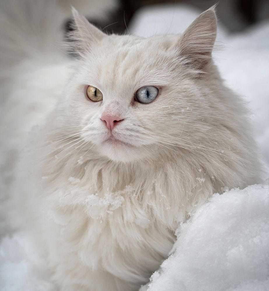 Photograph by Валерий Одинцов