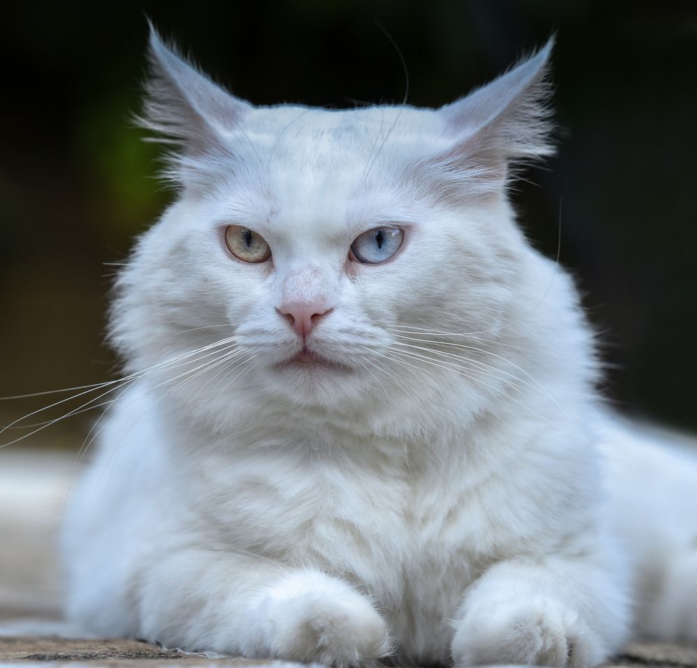 Photograph by Валерий Одинцов