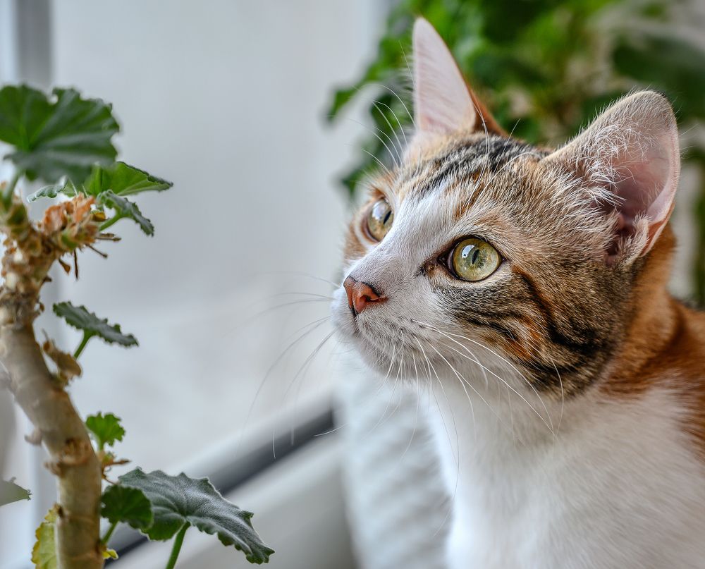 Photograph by Валерий Одинцов