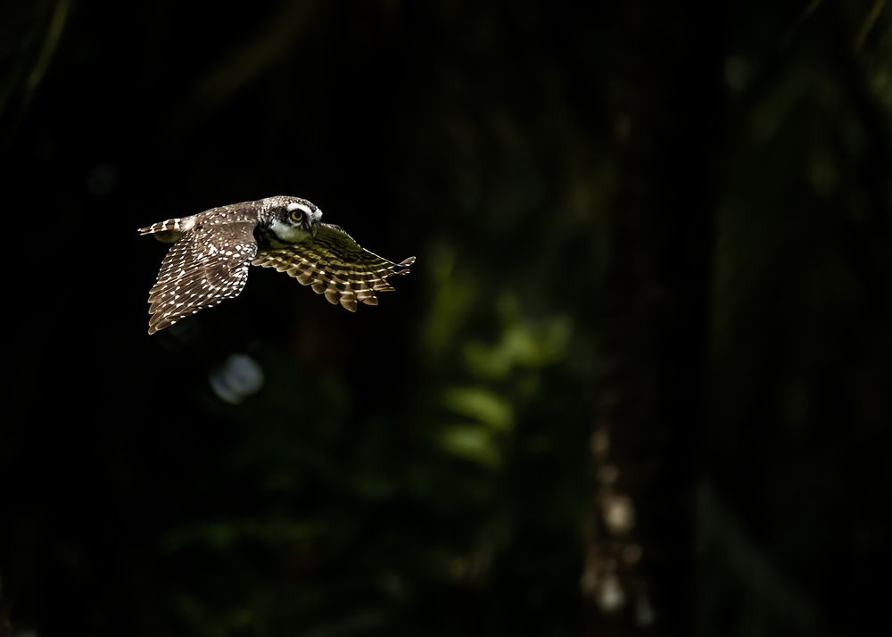 Spotted Owlet Flight