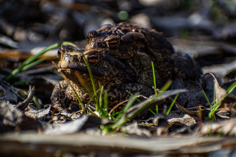 Жабья любовь