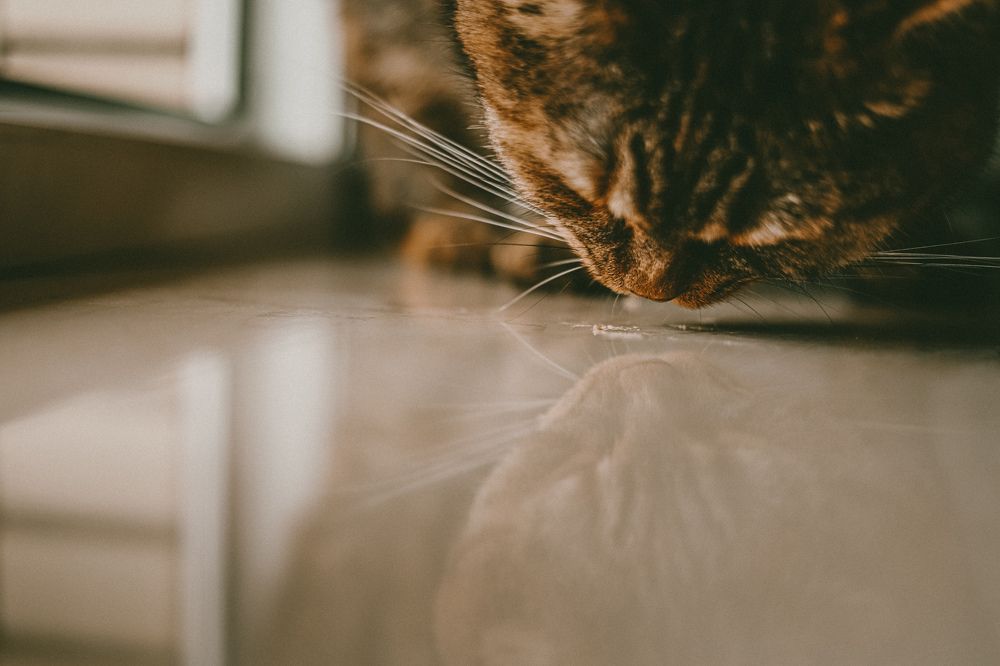 Photograph by Лариса Кухненко