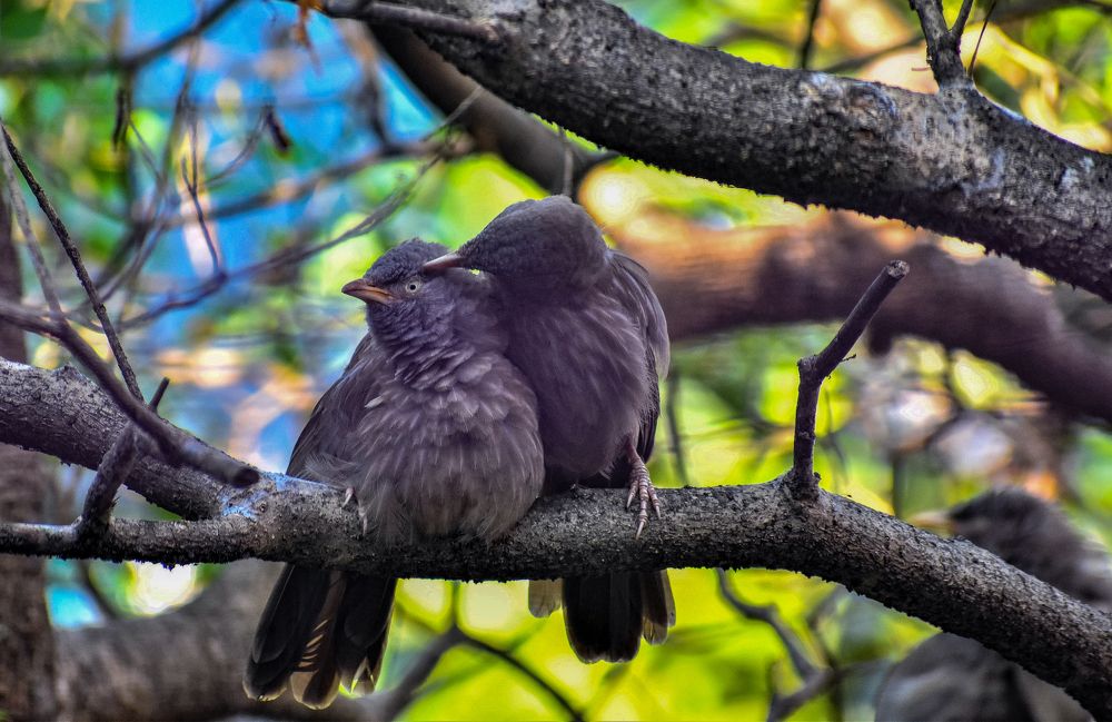 Photograph by Kamal Bhattacharjya