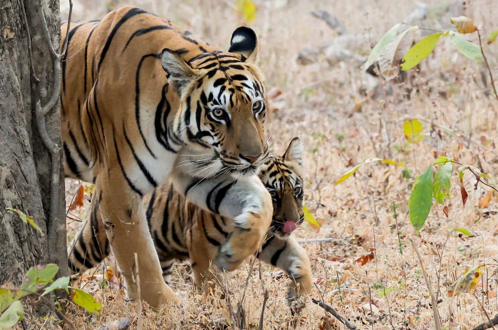 Imitating My Mother!