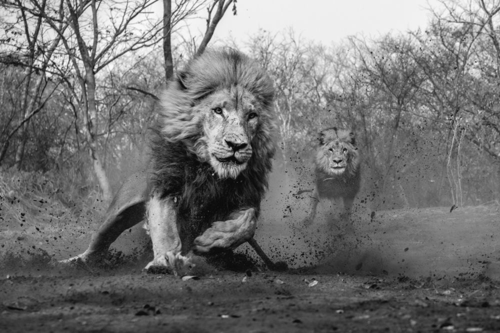 Lion Encounter.
