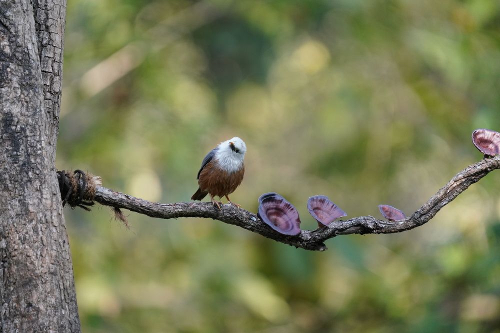 Photograph by Ravindra b n