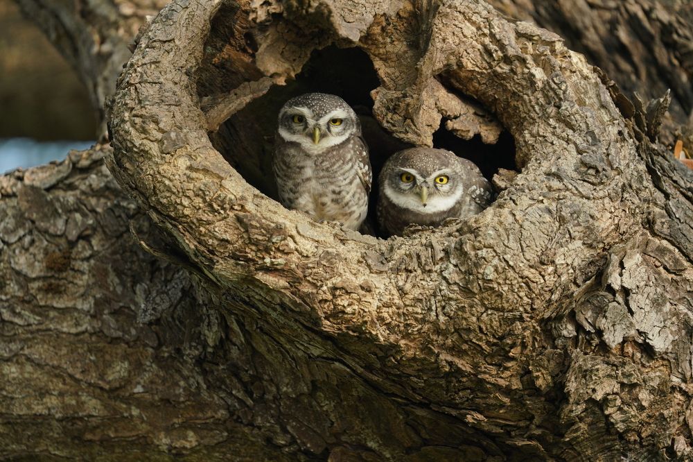 Photograph by Ravindra b n