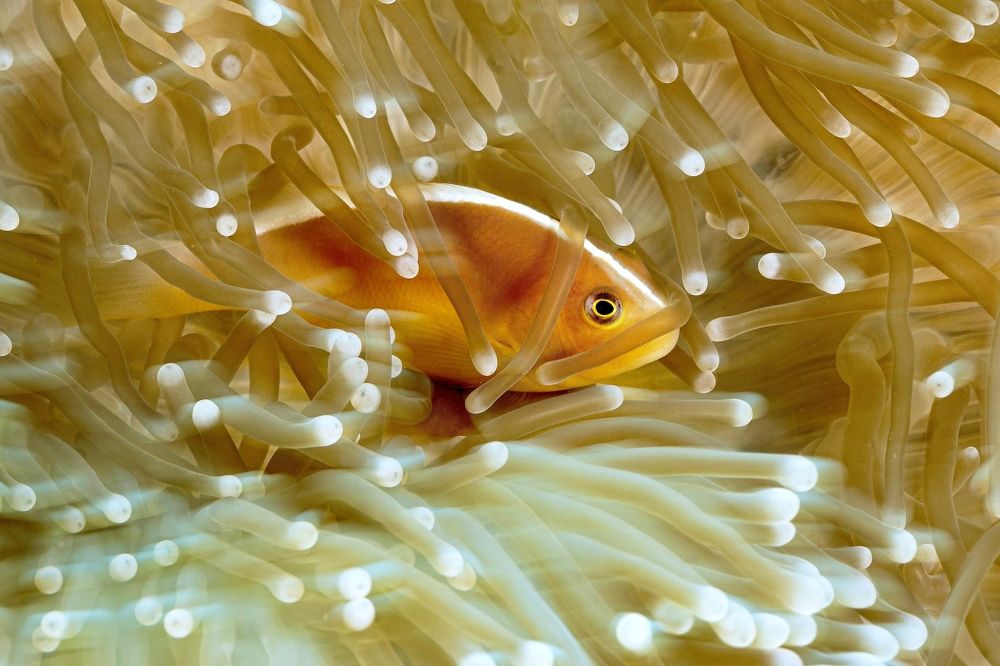 Photograph by Serge Melesan