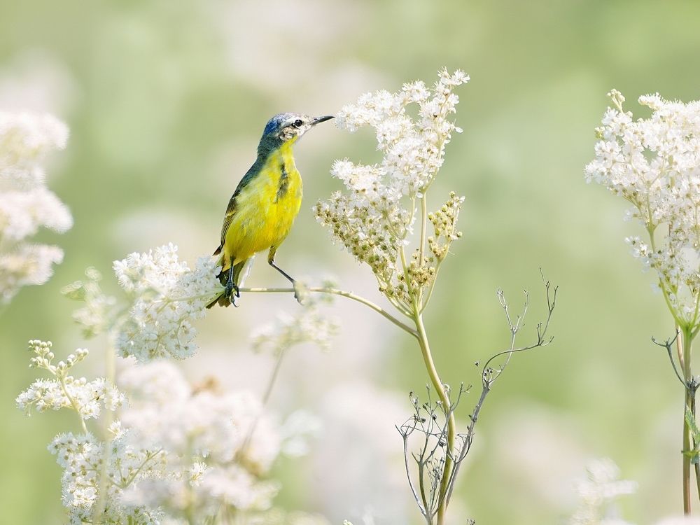 Лето белоснежное