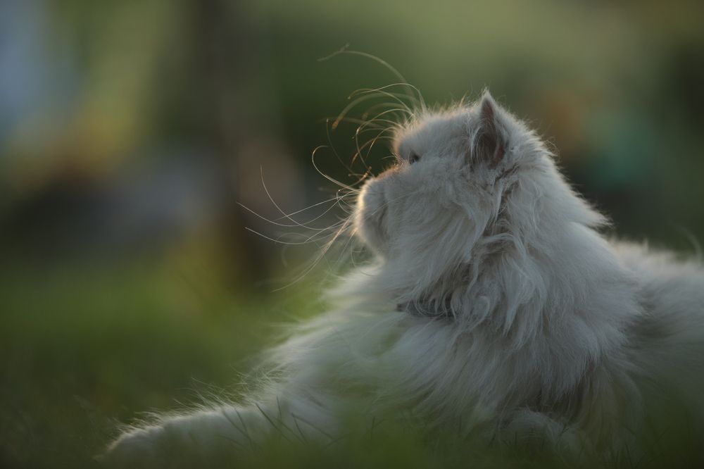 Photograph by Татьяна Немова