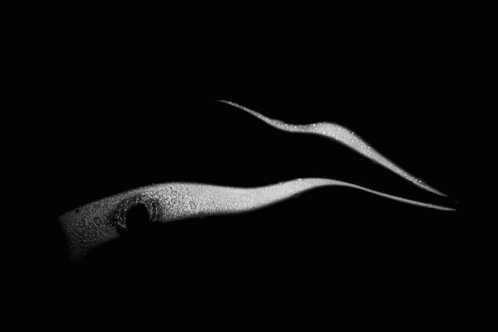 Photograph by Joe Niederberger