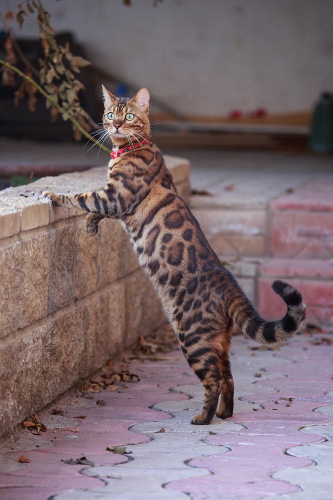 Парадный портрет