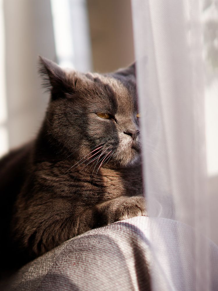 Photograph by Вячеслав Кирьянов