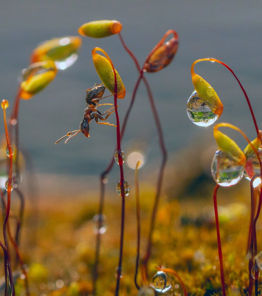 Photograph by Анатолий Плечистый