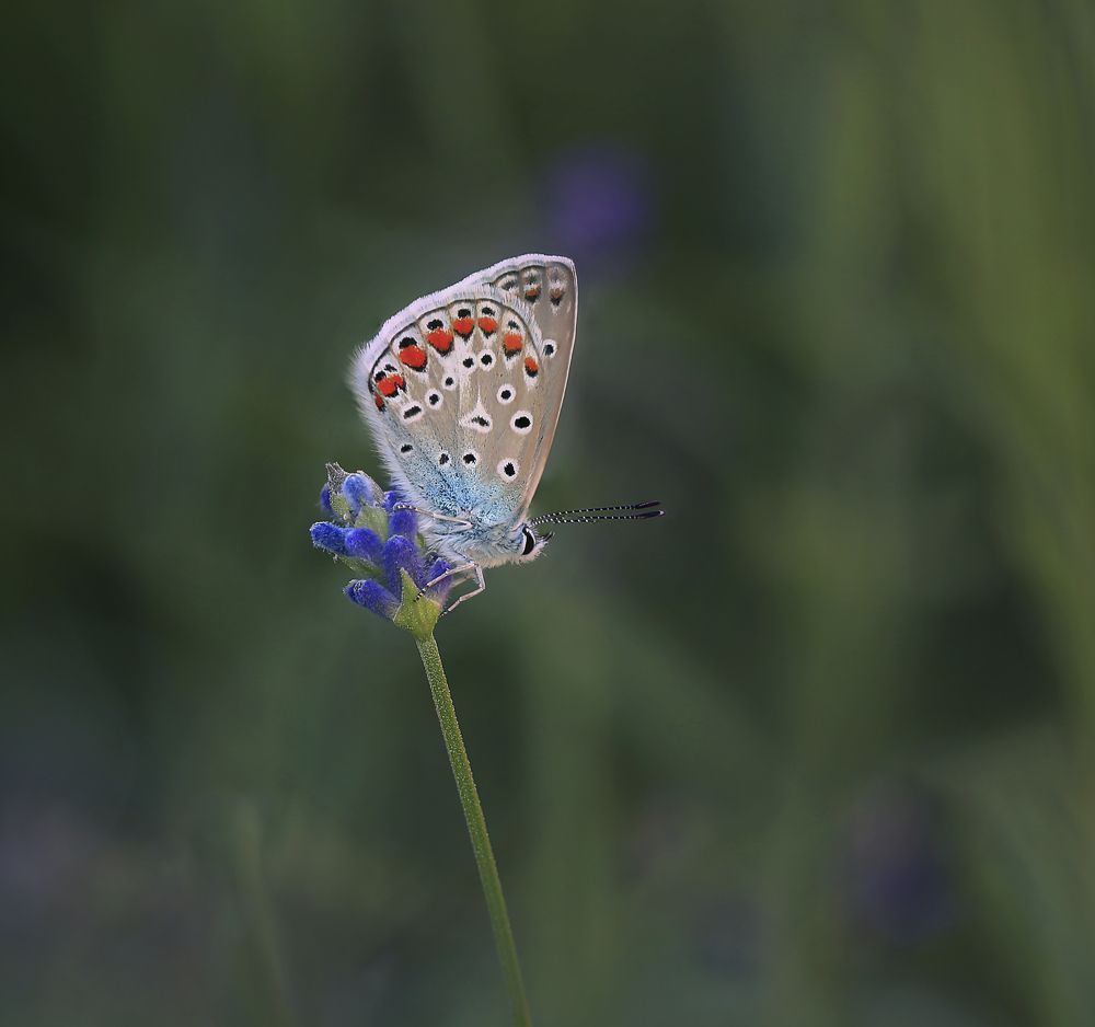 Photograph by Алена Полетаева