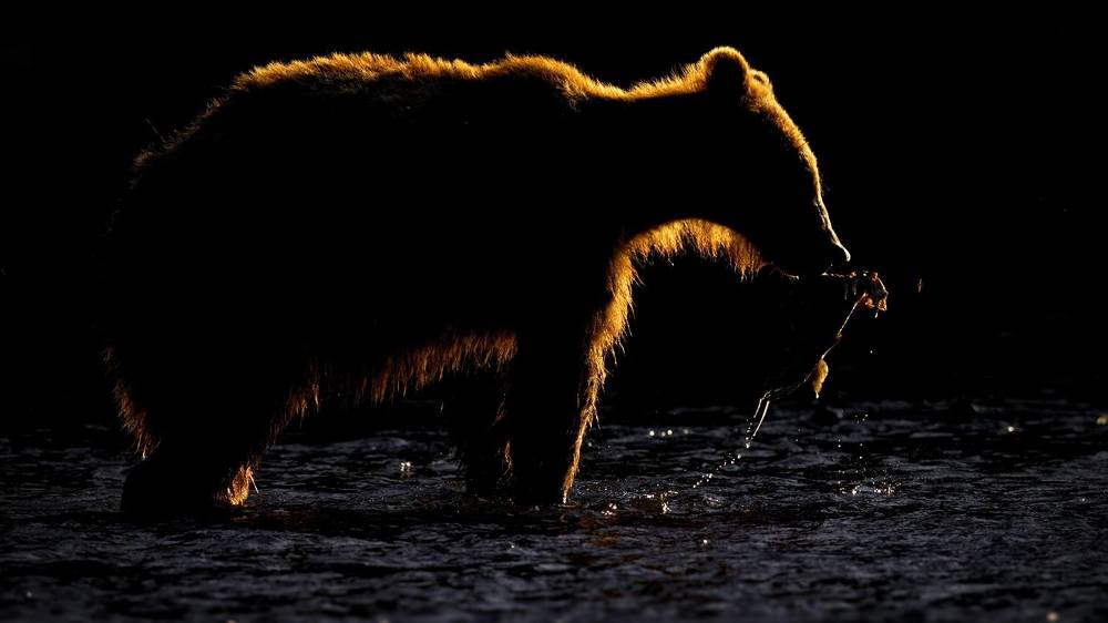 Мишки на закате