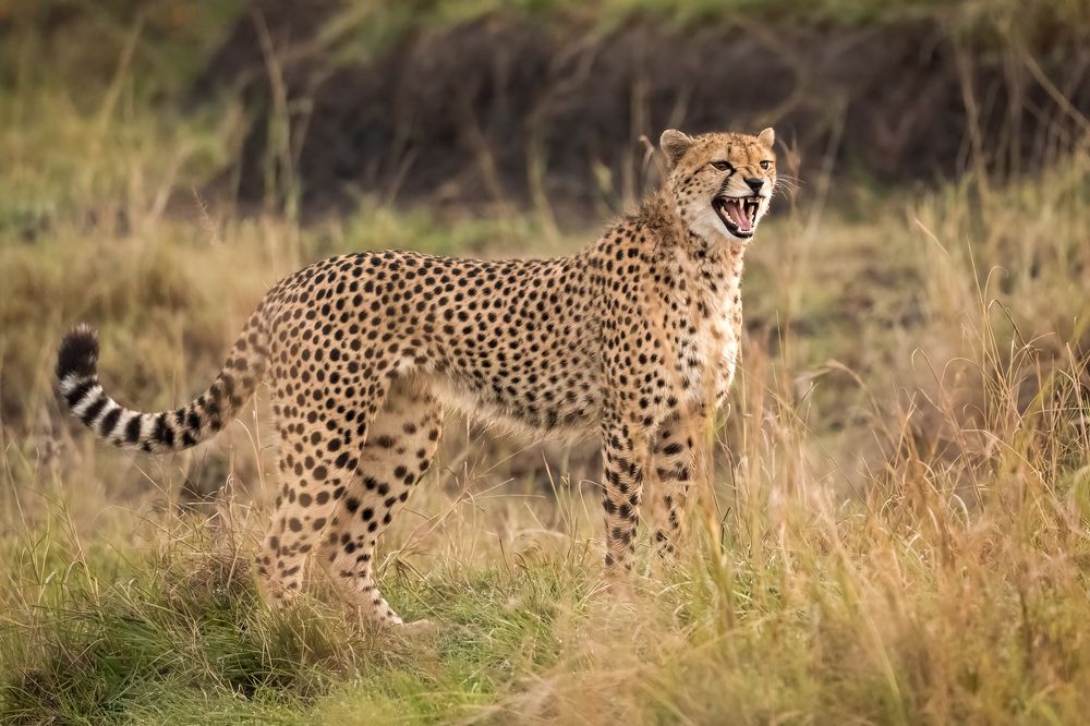 Photograph by Guruprasad Hegde