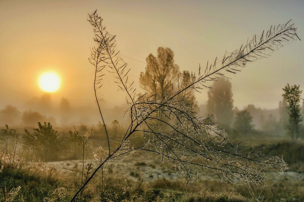 При утреннем тумане..