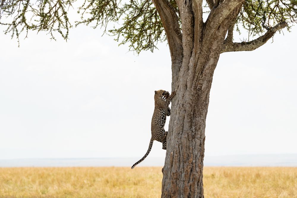 Photograph by Guruprasad Hegde