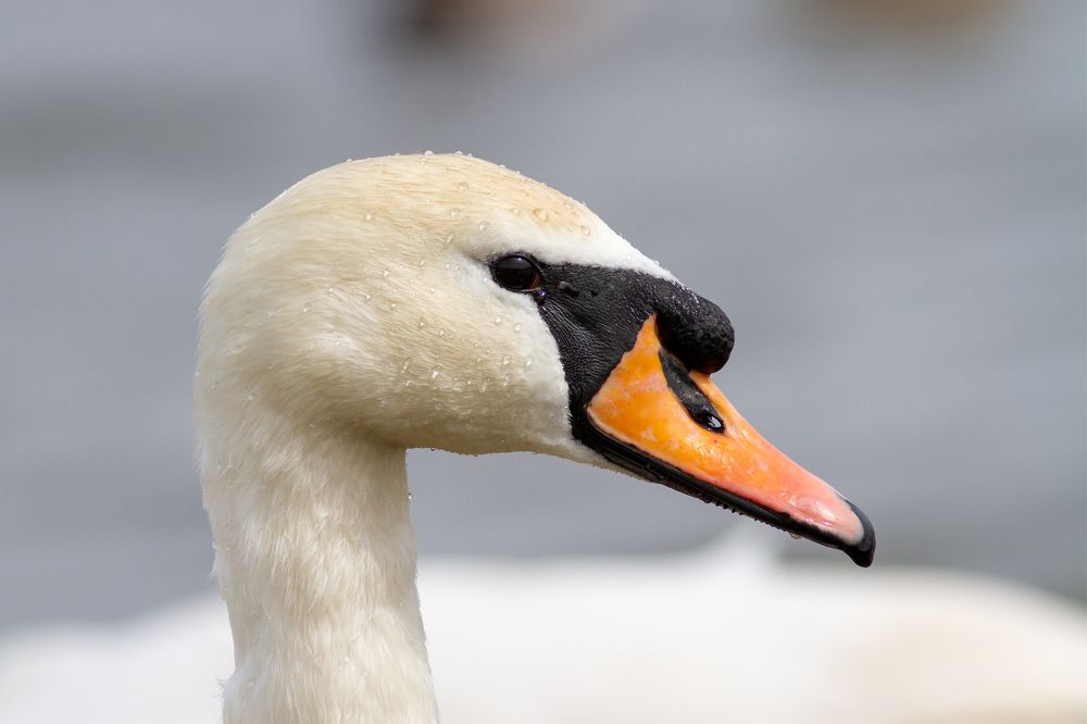Фотография автора Гурьевских Евгений