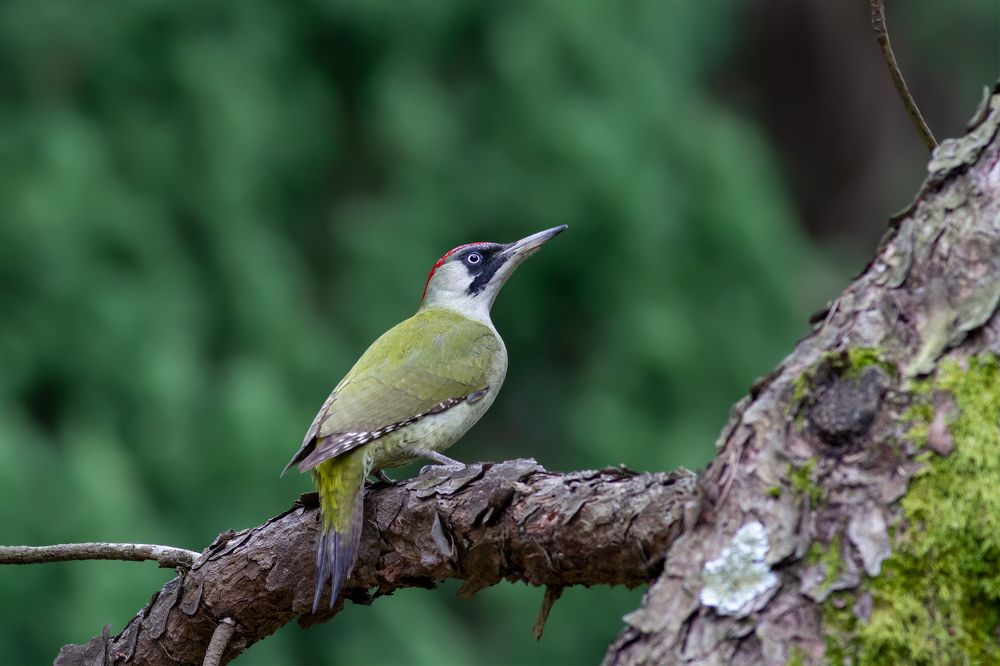 Фотография автора Гурьевских Евгений