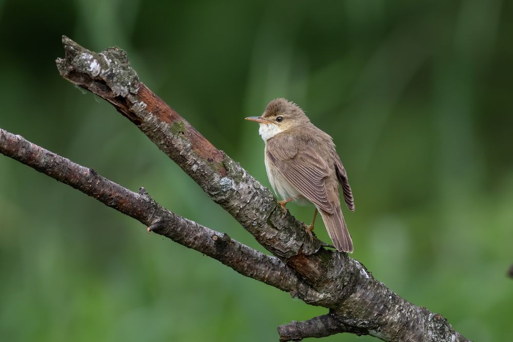 Фотография автора Гурьевских Евгений